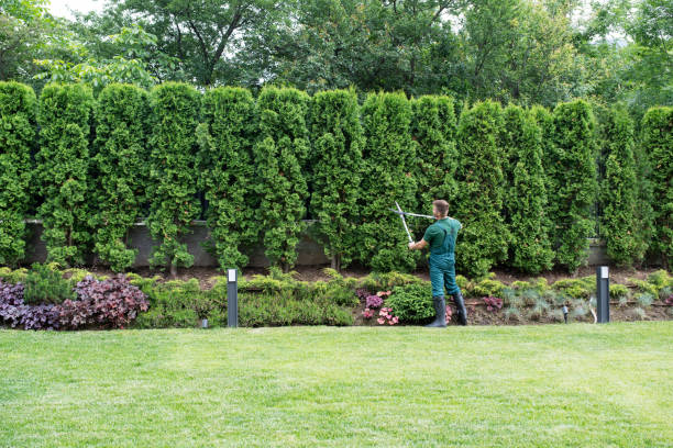 Best Tree and Shrub Care  in Saco, ME